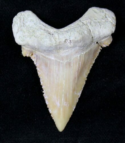 Palaeocarcharodon Fossil Shark Tooth - #19781